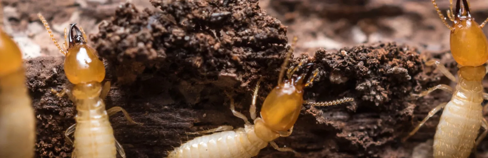 Termite Background