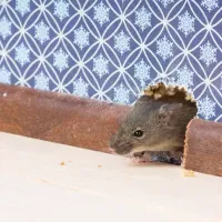 mouse coming out of wall