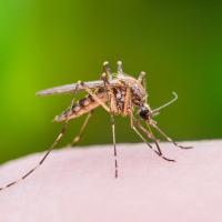 mosquito