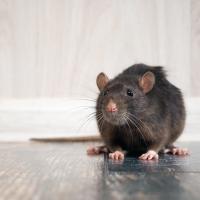 Roof Rat in Alabama Home