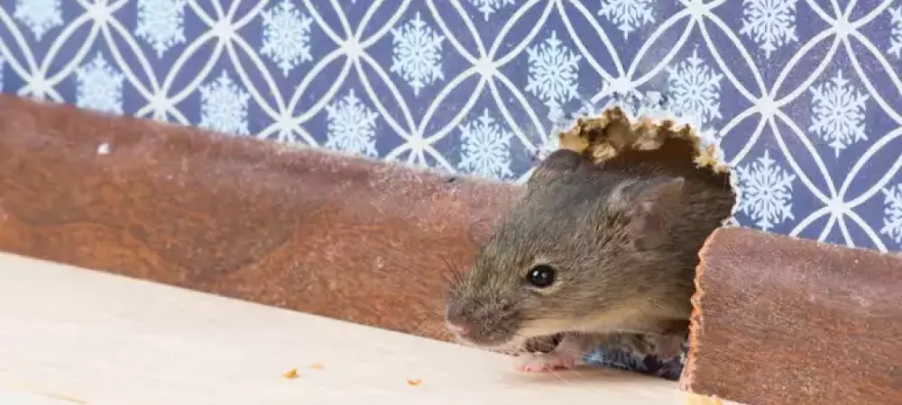 mouse coming out of wall