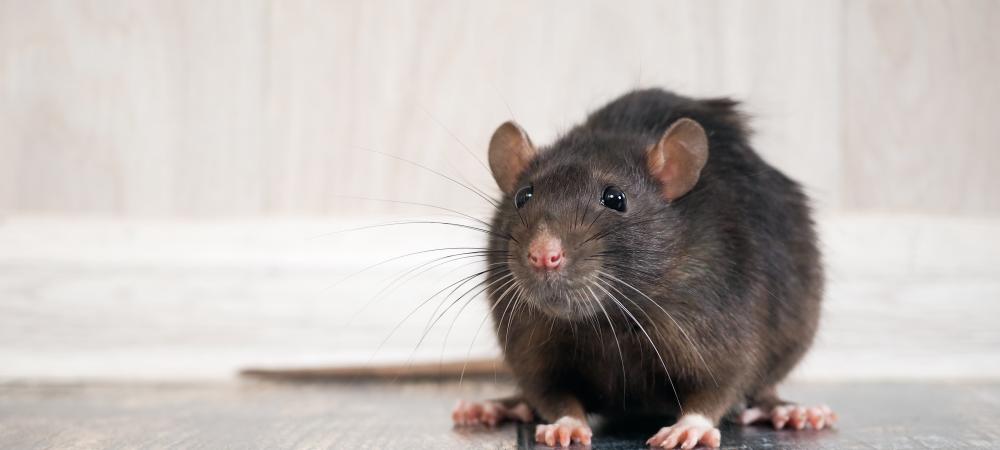 Roof Rat in Alabama Home
