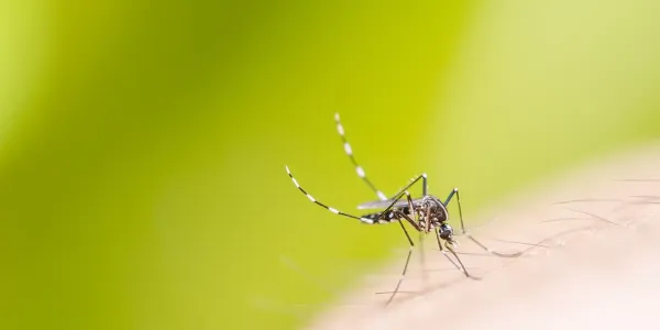 mosquito landing on an arm