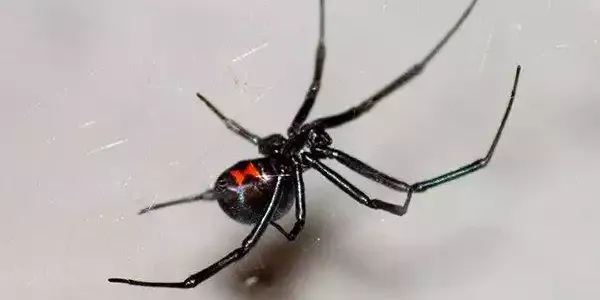 black-widow-dangerous-spider-crawling-on-web