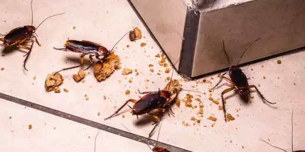 cockroaches-eating
