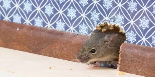 mouse coming out of wall
