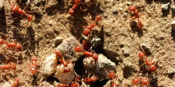 fire_ants