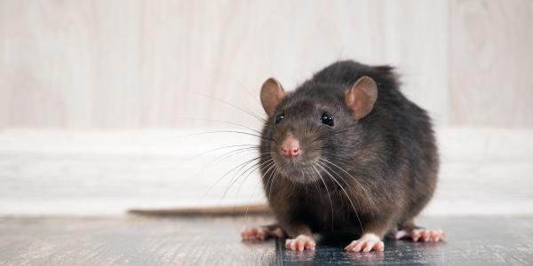 Roof Rat in Alabama Home