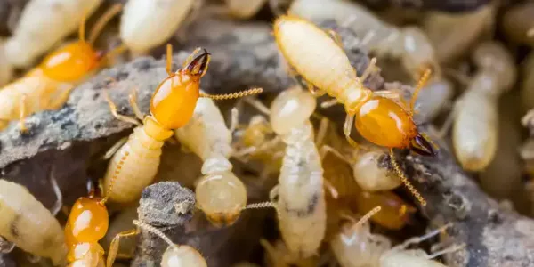 termite-2