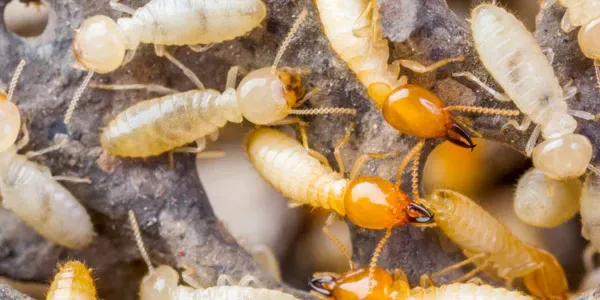 Close up image of termites on wood