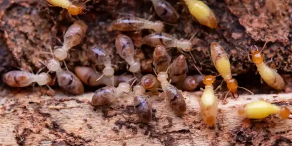 termites-cluster